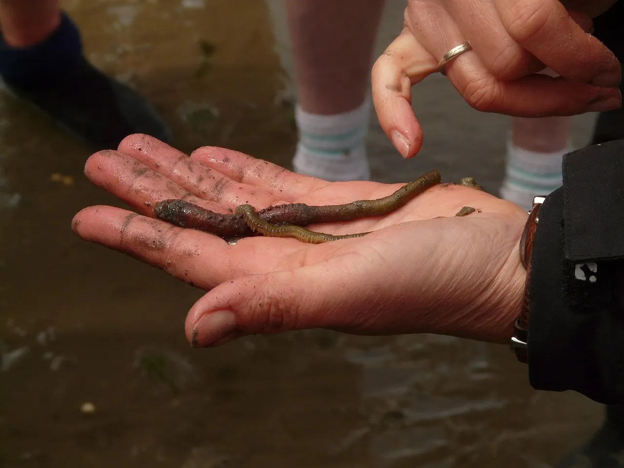 jasper vs chatgpt