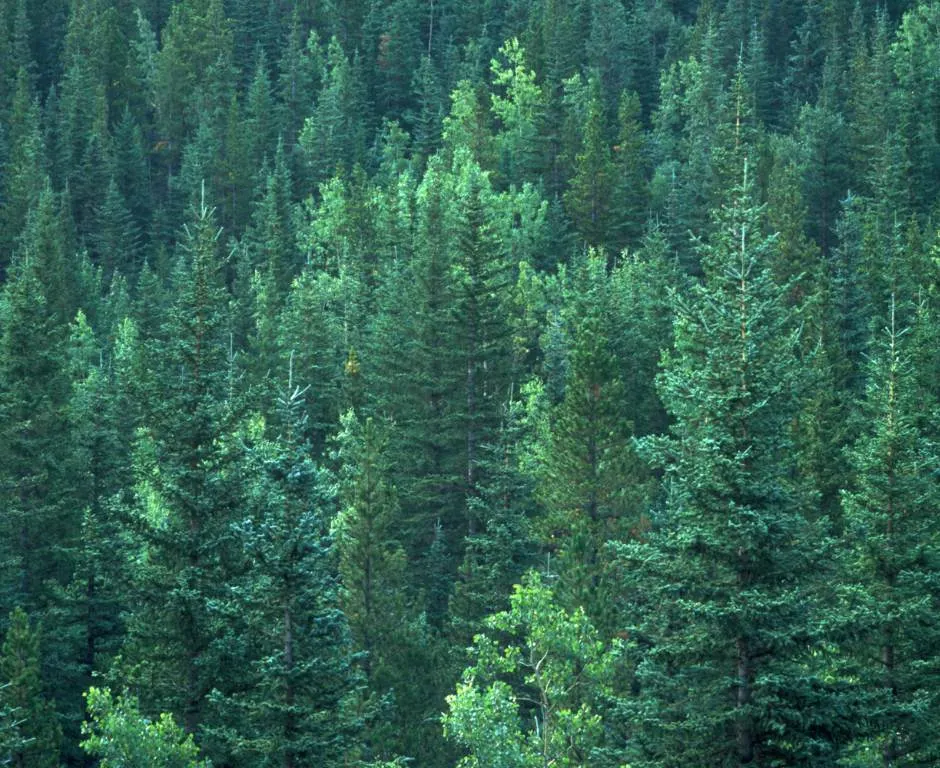 The Importance of Evergreen Content for Construction websites